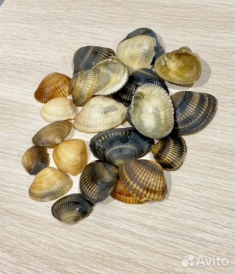 Ракушка морская