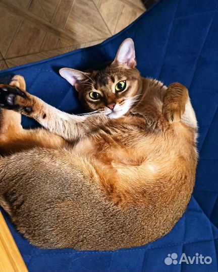 Мягкий стул со спинкой