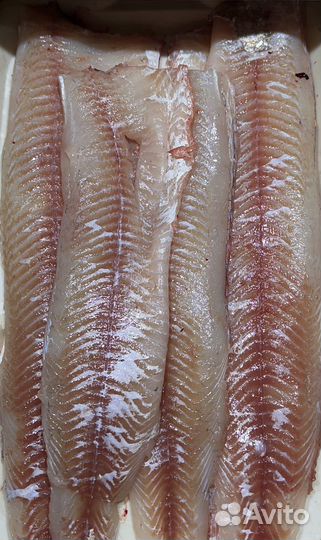 Свежая рыба сазан, филе сазана, филе щуки