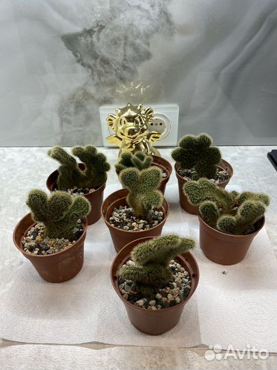 Кактус