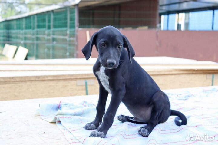 Хамер в дар