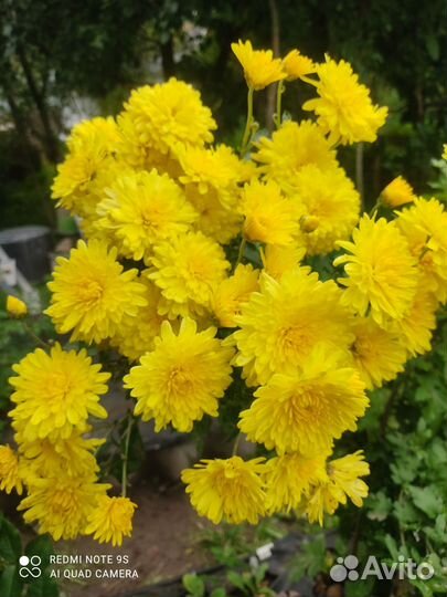 Многолетние садовые цветы (часть2)