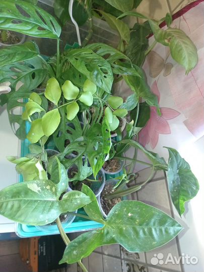 Аглаша, филодендрон, шефлера,синги, хойя