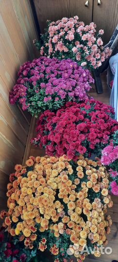 Черенки хризантемы мультифлора