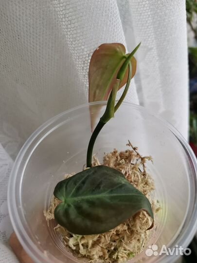 Эпипремнум хеппи лиф, филодендрон миканс