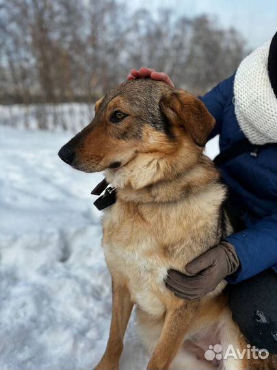 Собака в добрые руки бесплатно ищет дом из приюта