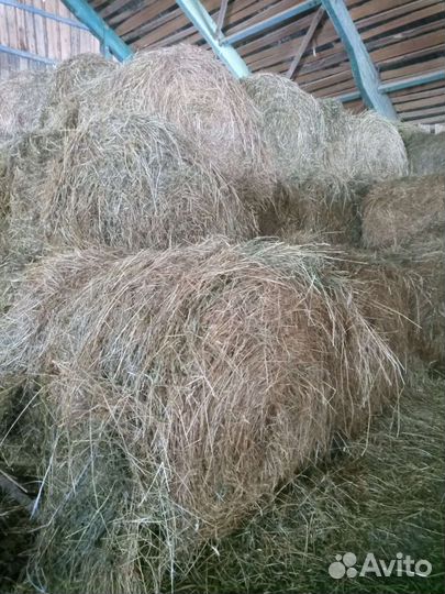Продам сено в рулонах