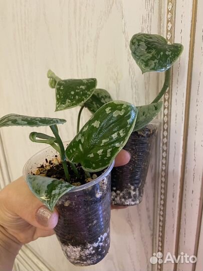 Сциндапсус сильвер энн