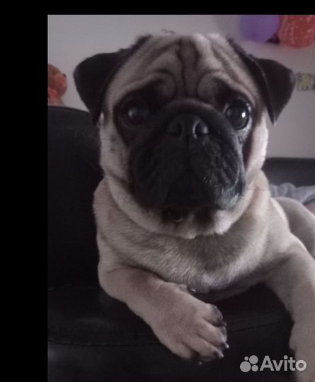 Мопс вязка мальчик