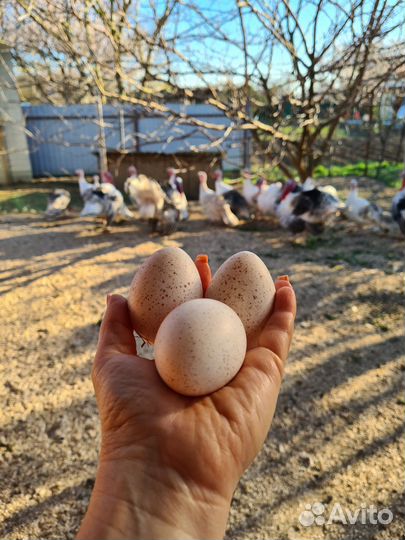 Инкубационное яйцо индейки