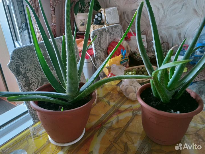 Алоэ Вера растение