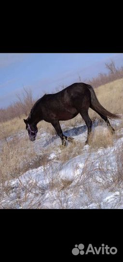 Жеребцы и кобылы