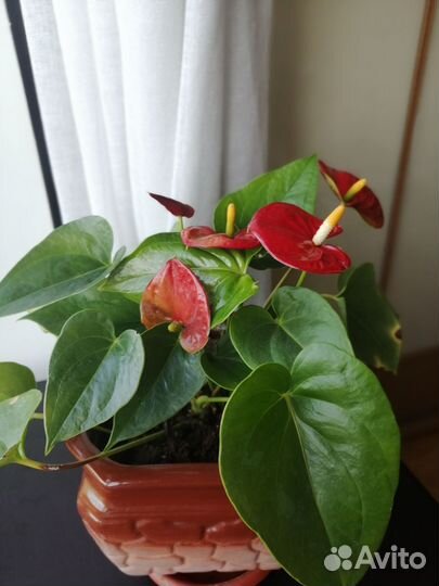 Комнатные цветы антуриум