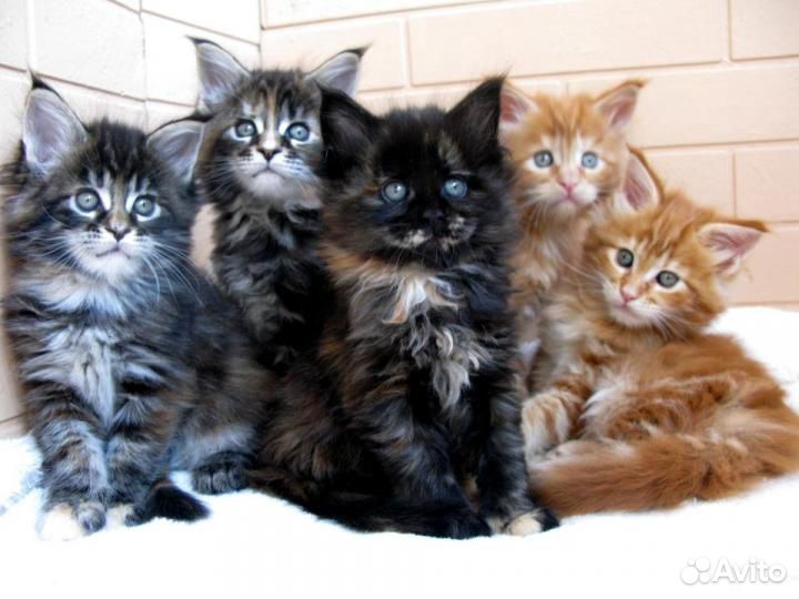 Мейнкуны вязка и котята