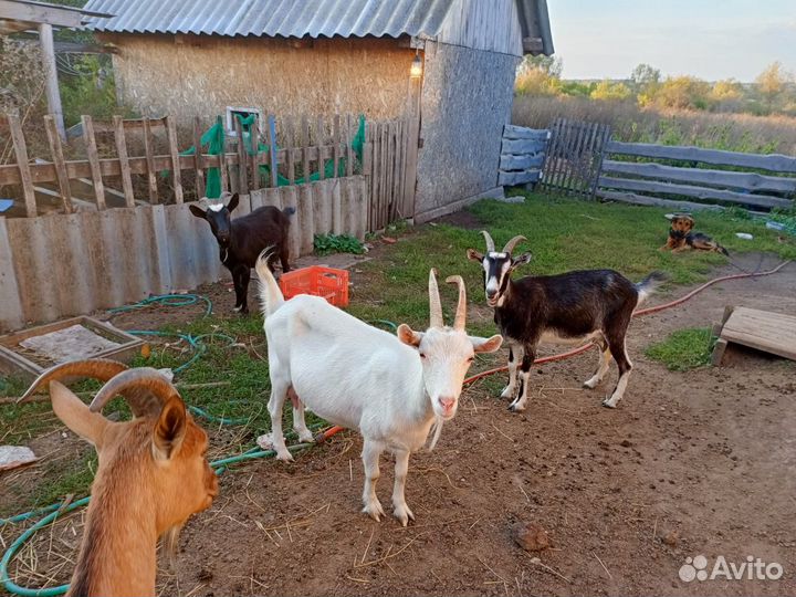 Продам дойных коз