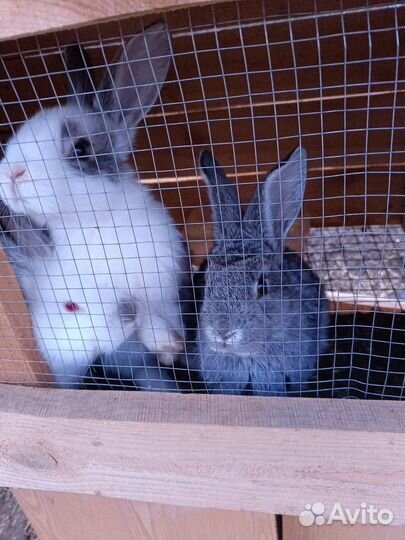 Кролики мясных пород