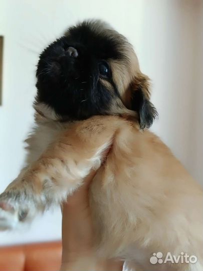 Королевский минипекинес