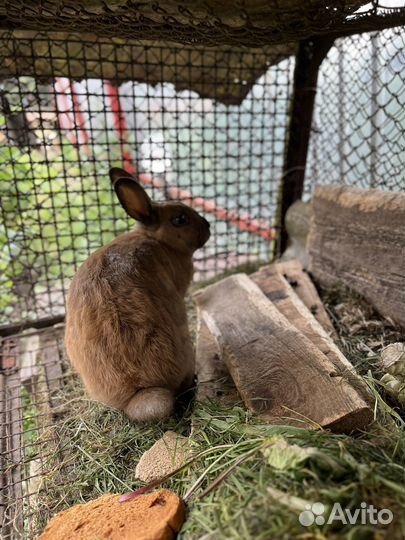 Кролик декоративный
