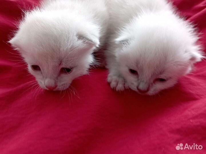 Котята кремовые девочки