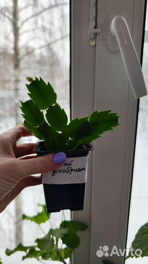 Белый декабрист