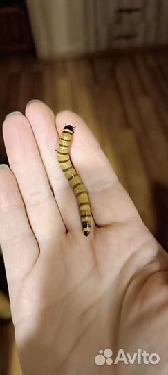 Зофобас корм живой