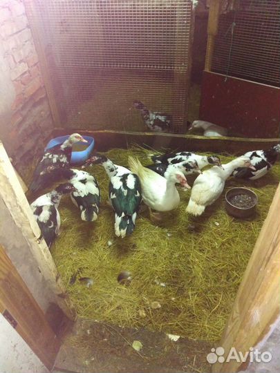 Семья индоуток