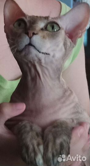 Донской сфинкс