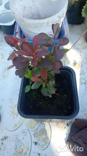 Саженцы барбариса