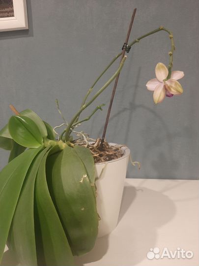 Орхидея фаленопсис