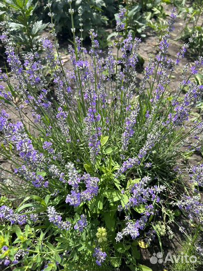 Лаванда