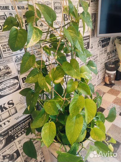 Эпипремнум золотистый укорененные черенки