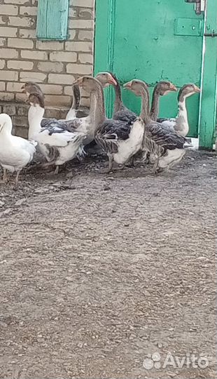 Холмогорские гуси