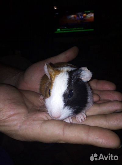 Передержка грызунов