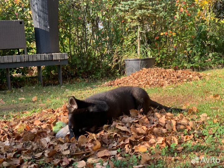 Щенки восточноевропейской овчарки