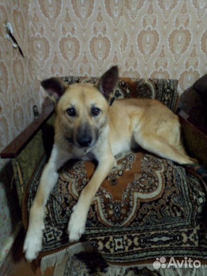 Отдам в добрые руки