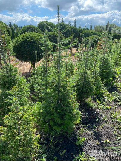 Пихта сибирская бальзамическая С7