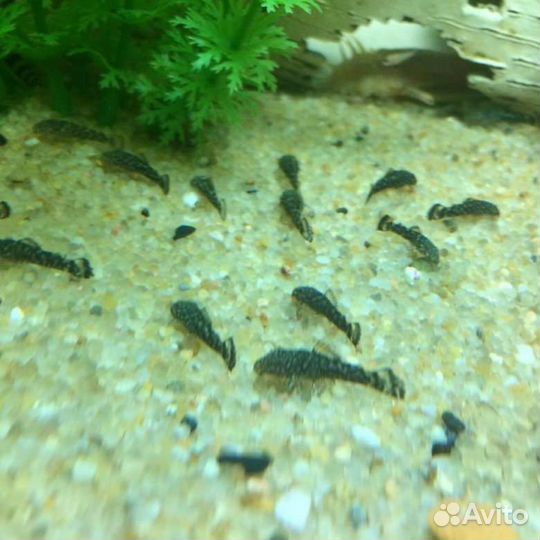 Мальки сомов анциструсов