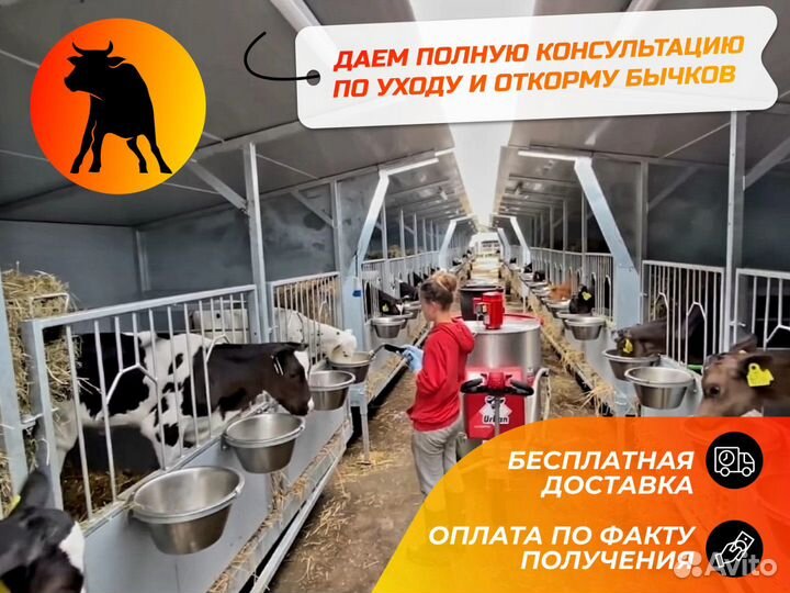 Телята для откорма