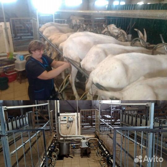 Козья ферма - Сыроварня