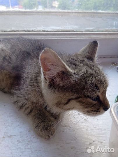 Котенок бесплатно