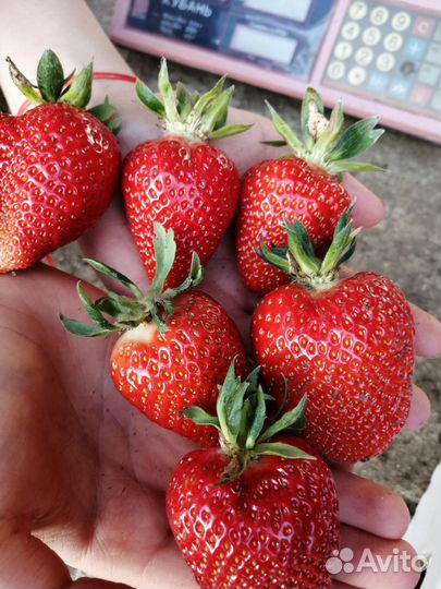 Рассада клубникиазия клери квики альба