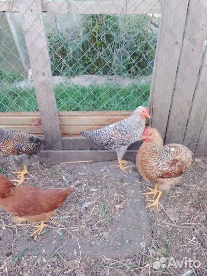 Молодые петушки