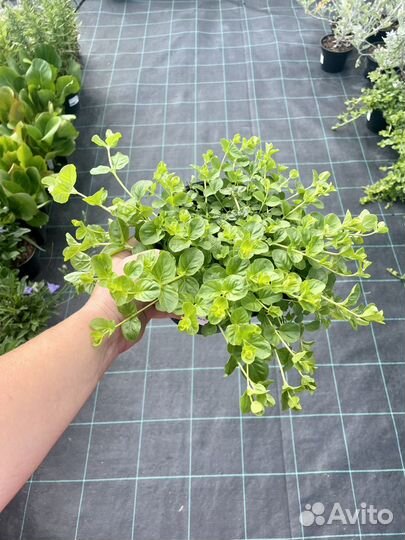 Многолетние цветы