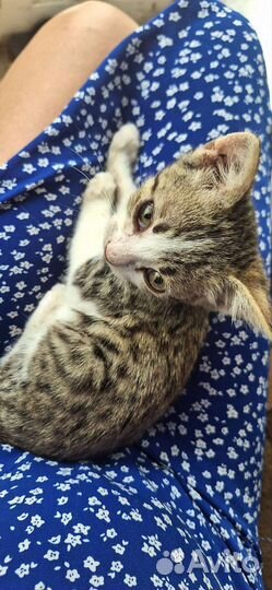 Кошка в дар бесплатно