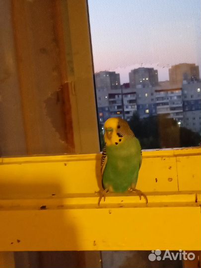 Волнистый попугай с клеткой