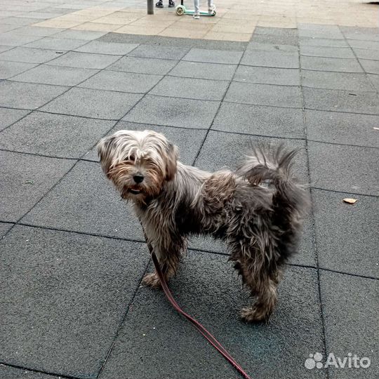 Собака йоркширский терьер