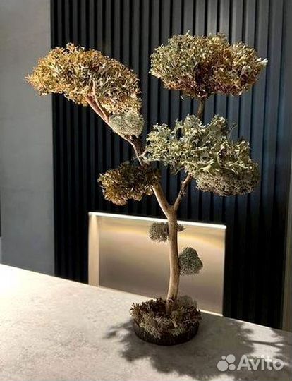 Дерево Цетарария