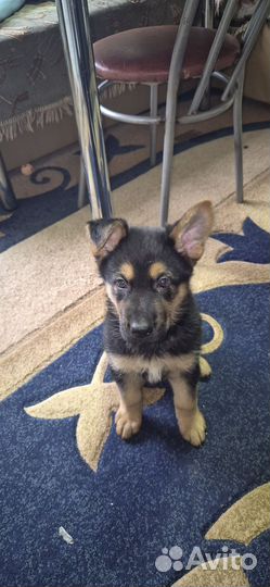 Щенки немецкой овчарки