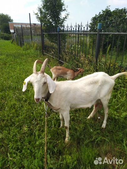 Коза дойная