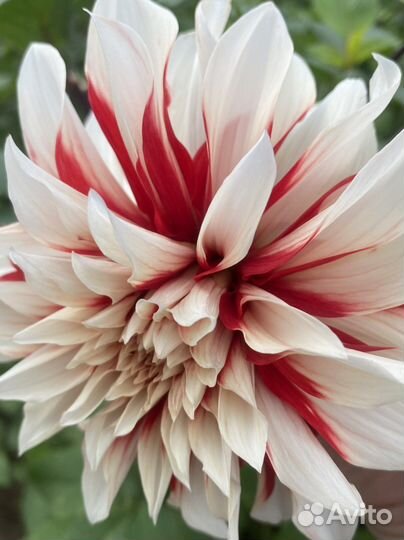 Многолетние цветы